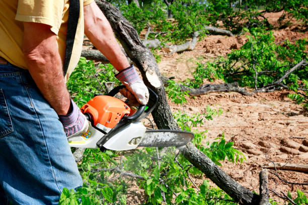 Professional Tree Service in Webberville, MI